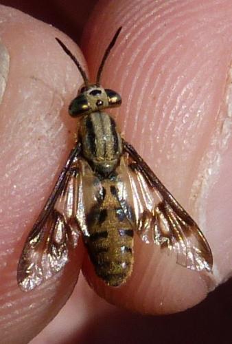 Réf. 287 274 : Chrysops italicus